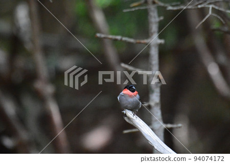一隻漂亮的野鳥紅腹灰雀棲息在樹枝上，領子粉紅 94074172