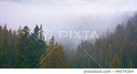 spruce forest in autumn. moody weather with overcast sky. misty nature background spruce forest in autumn. moody weather with overcast sky. misty nature background 94074364