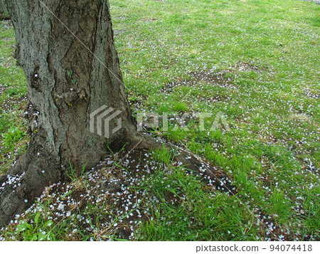 櫻花花瓣飄落的櫻花樹下的風景 94074418