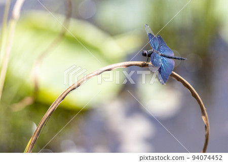 butterfly dragonfly 94074452