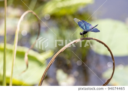 butterfly dragonfly 94074465