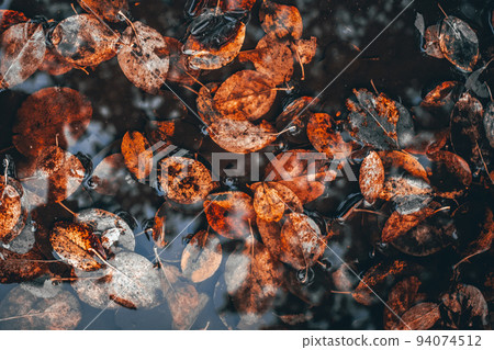Colorful autumn leaves in a puddle, floating autumn leaves. Autumn season leaves in a rain puddle. Colorful autumn leaves in a puddle, floating autumn leaves. Autumn season leaves in a rain puddle. 94074512