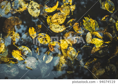 Colorful autumn leaves in a puddle, floating autumn leaves. Autumn season leaves in a rain puddle. 94074519
