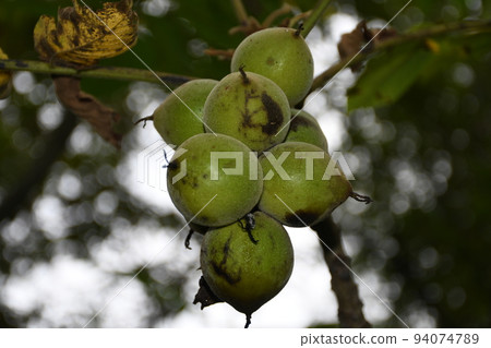wild walnut wild walnut 94074789