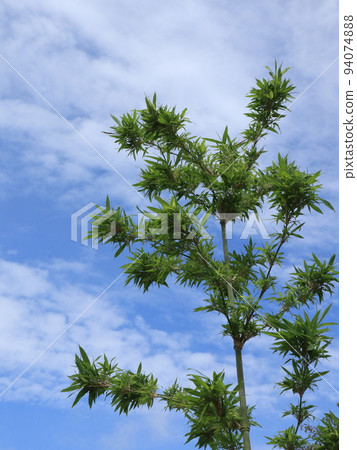 蔚藍天空中閃耀的東竹 94074888