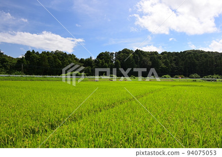 Nakaogino's rice field scenery Ear of rice 94075053
