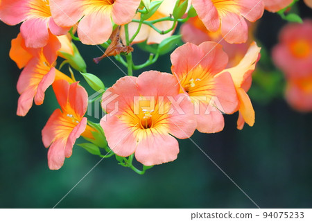 Chinese trumpet vine in full bloom 94075233