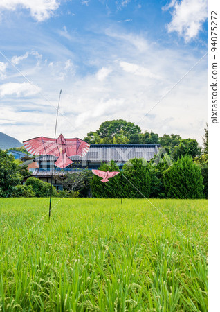The original scenery of Kamiogino, the scenery of rice fields in early autumn 94075272