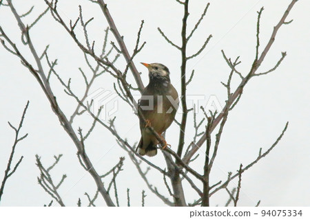 Mustard star 94075334