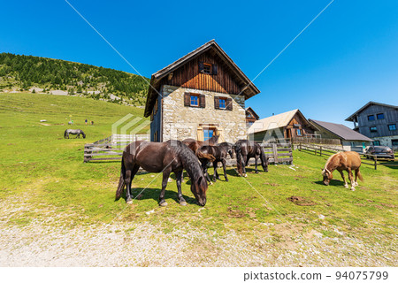 Herd of Brown Horses in a Mountain Pasture - Carnic Alps Austria 94075799