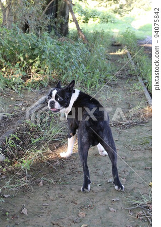 Mighty-kun, a Boston terrier who looks back and looks cute while enjoying a walk on the discontinued Seibu Abina line♡ 94075842