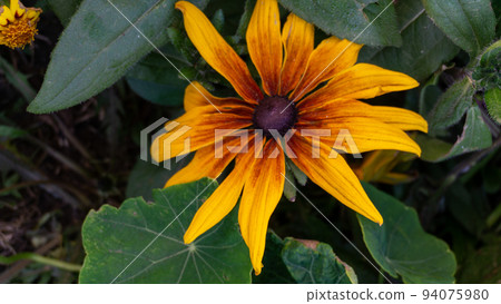 Yellow-brown oneflower close-up against the background of green foliage and small inflorescences Yellow-brown oneflower close-up against the background of green foliage and small inflorescences 94075980