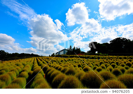 魯魯公園的地膚，已經開始輕微染色 94076205