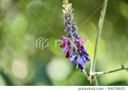 Kuzu flower 94076685
