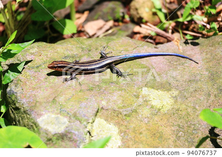 Liwen skink lizard taiwan Liwen skink lizard taiwan 94076737