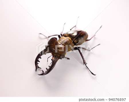 Miyama stag beetle stag beetle summer vacation child 94076897