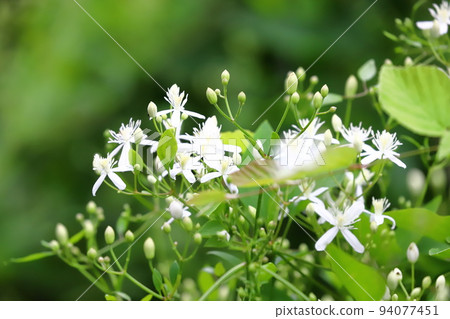 純白的隱士草花 純白的隱士草花 94077451