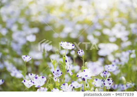 Nemophila·McLata 94077839