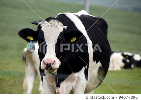 A cow 94077890