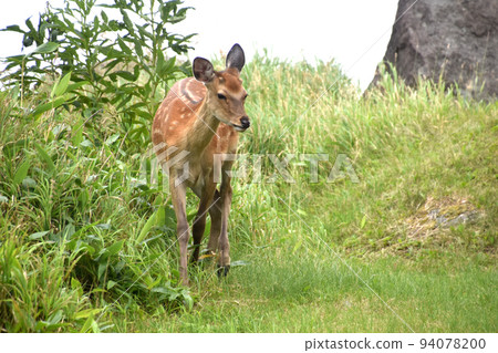 Ezo deer Ezo deer 94078200