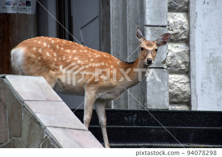 Yezo deer and buildings Yezo deer and buildings 94078298