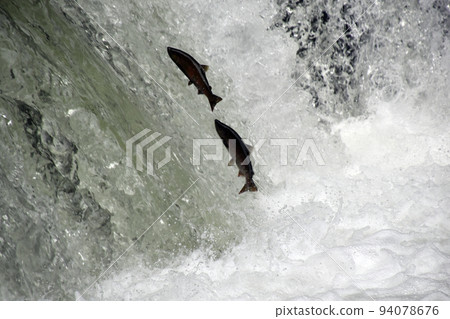 Climbing a cherry tree waterfall Climbing a cherry tree waterfall 94078676