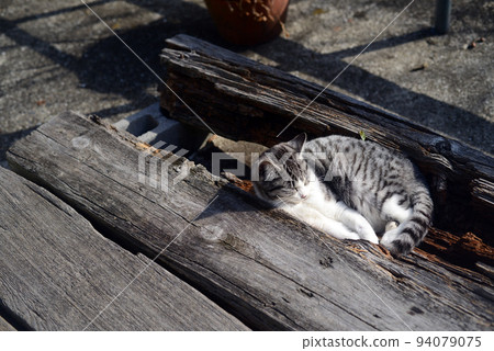 A cat basking in the sun on Shodoshima Okunoin Kasagataki approach-2 A cat basking in the sun on Shodoshima Okunoin Kasagataki approach-2 94079075