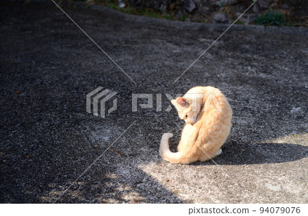 Cat grooming on Shodoshima Okunoin Kasagataki approach 94079076