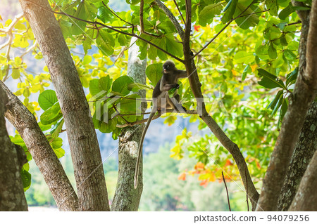 Dusky leaf Langur monkey (Trachypithecus obscurus) hang and eat green leaves on the tree at Railay beach, Krabi, Thailand Dusky leaf Langur monkey (Trachypithecus obscurus) hang and eat green leaves on the tree at Railay beach, Krabi, Thailand 94079256