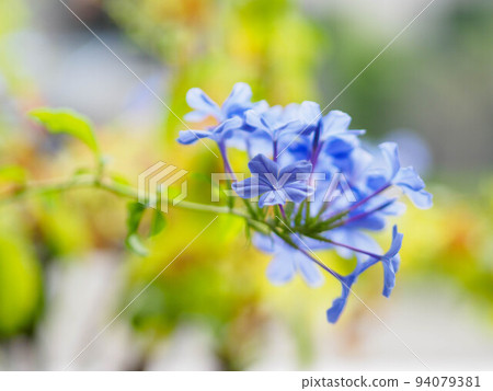 Rurimatsuri has attractive cool blue flowers. You can enjoy it for a long time from early summer to late autumn. 94079381