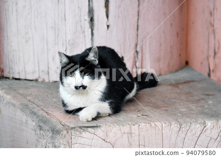 A short-whiskered cat in the precincts of a temple 94079580