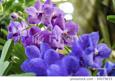 Ran Panda Ran Panda 94079633