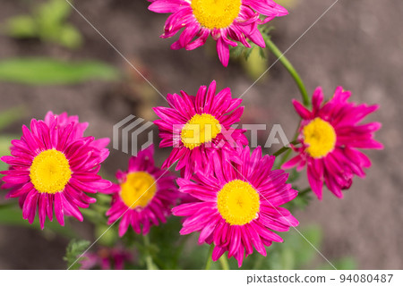 The pink pyrethrum, or Persian Daisy, lat. Pyrethrum roseum 94080487