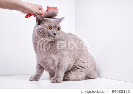 The girl combs the hair of a british shorthair cat The girl combs the hair of a british shorthair cat 94080530
