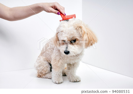 The girl combs the hair of a domestic pet puppy breed Maltipoo The girl combs the hair of a domestic pet puppy breed Maltipoo 94080531