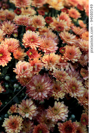 small yellow and orange petals chrysanthemum flowers small yellow and orange petals chrysanthemum flowers 94080549