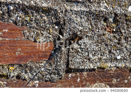 Background - A dry stone wall built in Cornwall 94080680