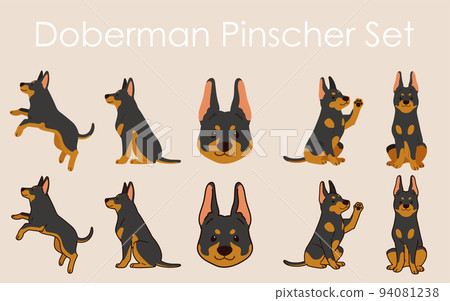 Illustration set of simple and cute Dobermans in various poses with and without main lines 94081238