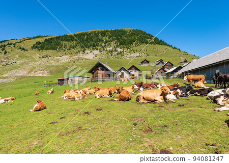Dairy Cows and Horses on a Mountain Pasture - Italy-Austria Border 94081247