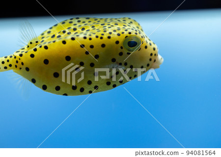yellow boxfish 94081564
