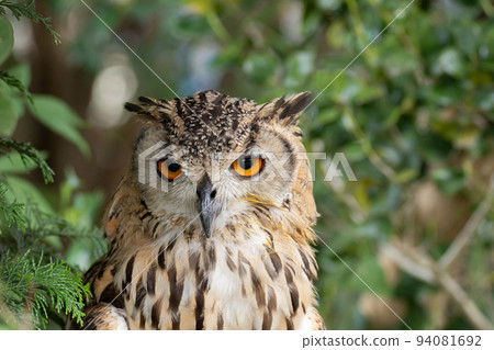 三iz凝視 94081692