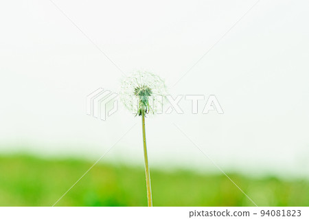 Dandelion's fluff Dandelion's fluff 94081823