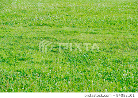 field, meadow, lawn field, meadow, lawn 94082101