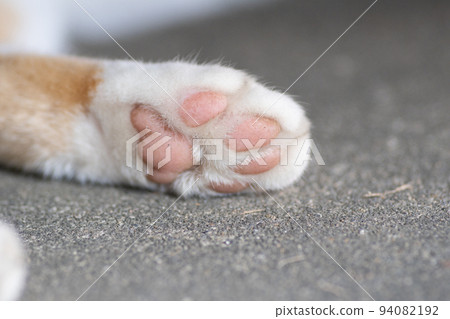 Cat paws brown white cat 94082192