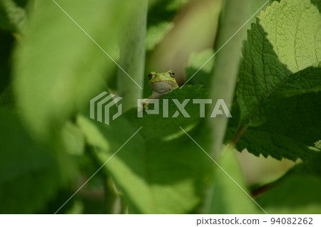 A tree frog hiding behind a leaf and looking at you A tree frog hiding behind a leaf and looking at you 94082262
