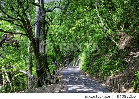 Mt. Takao, Mt. Takao Yakuoin, Omotesando, climbing route 1, summer scenery 94082290