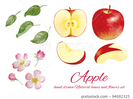 切熟的蘋果和蘋果花的水彩材料 94082325