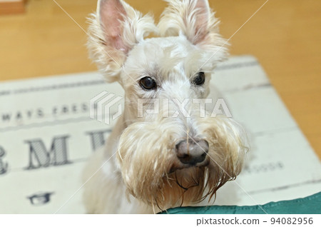 Scotch terrier sitting up (Scottish terrier) 94082956