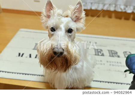 Cute Scotch Terrier looking up at the camera (Scottish Terrier) Cute Scotch Terrier looking up at the camera (Scottish Terrier) 94082964