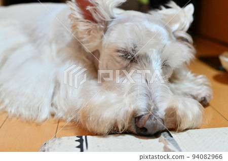 Scotch terrier sleeping comfortably (Scottish terrier) Scotch terrier sleeping comfortably (Scottish terrier) 94082966